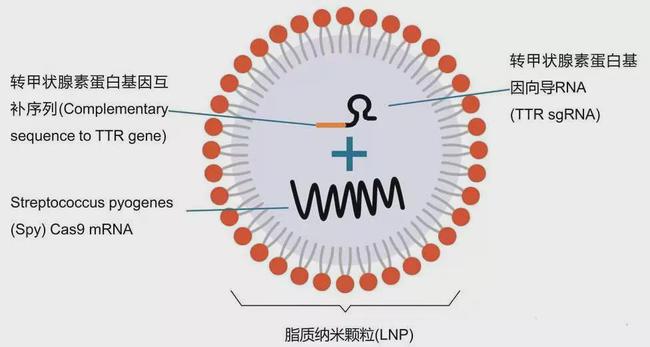 基因疗法进展，突破与挑战的并存状态