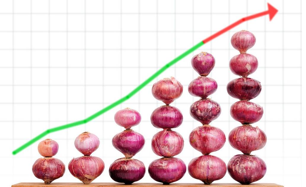 圆葱价格最新行情解析